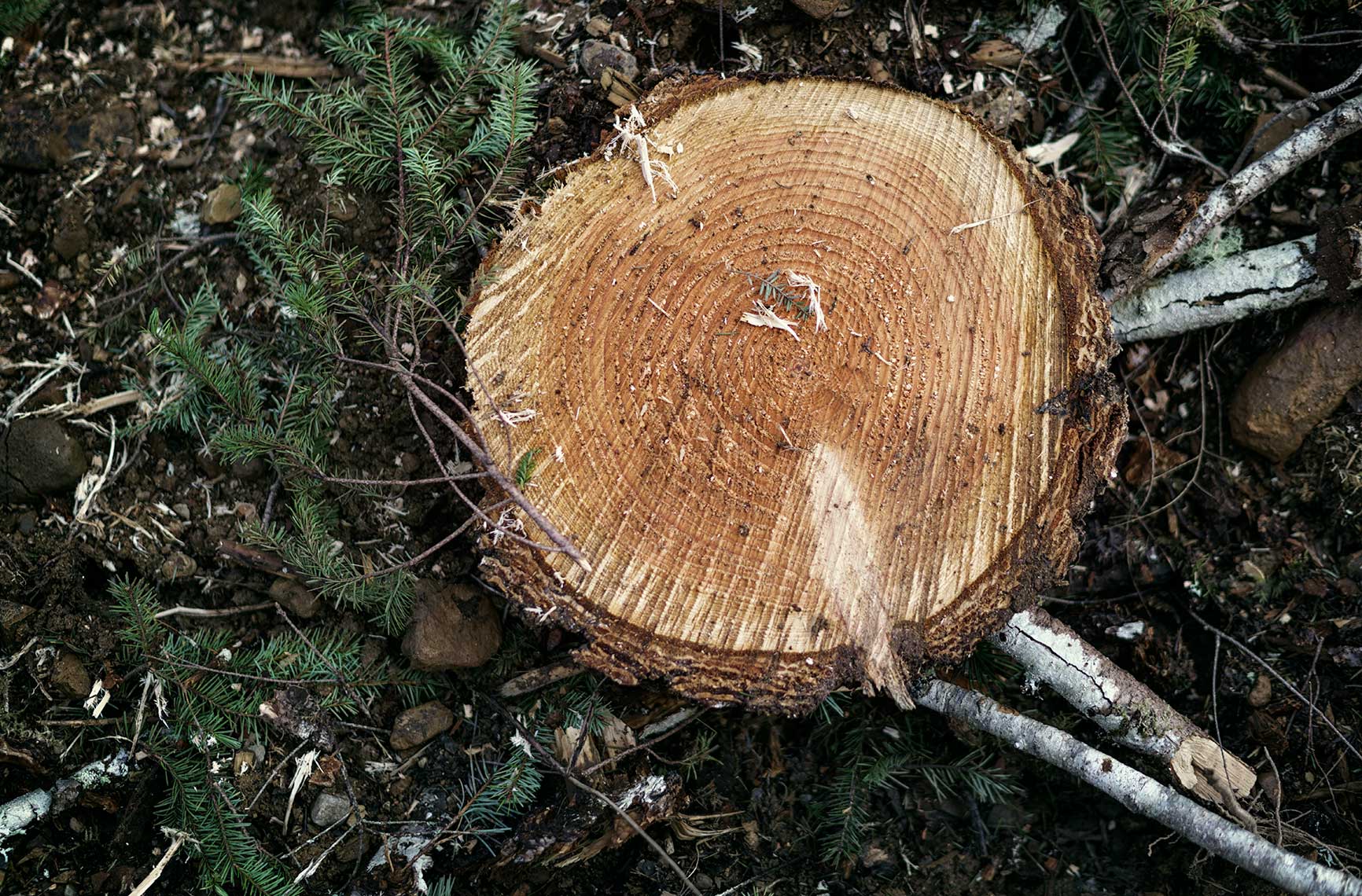 Lumber_003